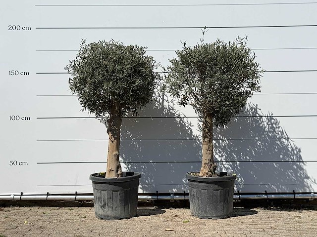 2x olijfboom bolvorm met grillige stam - olea europaea - ca. 30 jaar oud - hoogte ca. 170 cm - afbeelding 1 van  2
