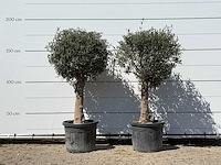 2x olijfboom bolvorm met grillige stam - olea europaea - ca. 30 jaar oud - hoogte ca. 170 cm - afbeelding 1 van  2