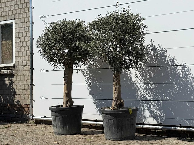 2x olijfboom bolvorm met grillige stam - olea europaea - ca. 30 jaar oud - hoogte ca. 170 cm - afbeelding 2 van  2