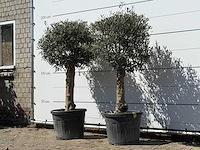 2x olijfboom bolvorm met grillige stam - olea europaea - ca. 30 jaar oud - hoogte ca. 170 cm - afbeelding 2 van  2