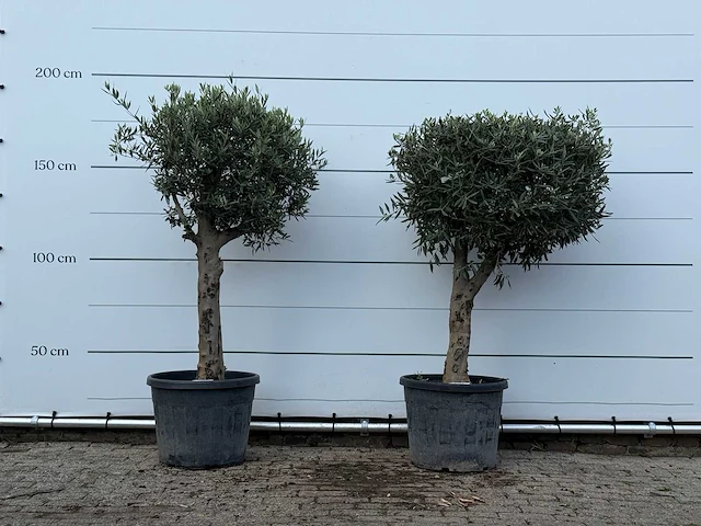 2x olijfboom bolvorm met grillige stam - olea europaea - ca. 30 jaar oud - hoogte ca. 170 cm - afbeelding 1 van  3