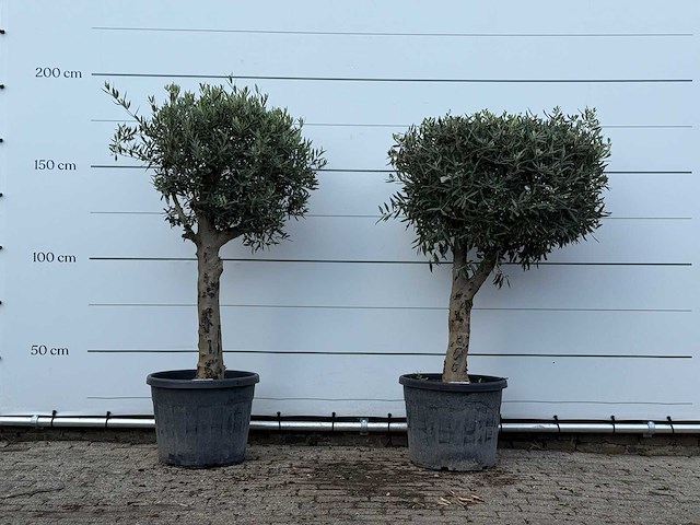 2x olijfboom bolvorm met grillige stam - olea europaea - ca. 30 jaar oud - hoogte ca. 190 cm - afbeelding 1 van  3