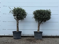 2x olijfboom bolvorm met grillige stam - olea europaea - ca. 30 jaar oud - hoogte ca. 190 cm - afbeelding 1 van  3