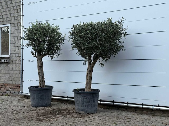 2x olijfboom bolvorm met grillige stam - olea europaea - ca. 30 jaar oud - hoogte ca. 190 cm - afbeelding 2 van  3