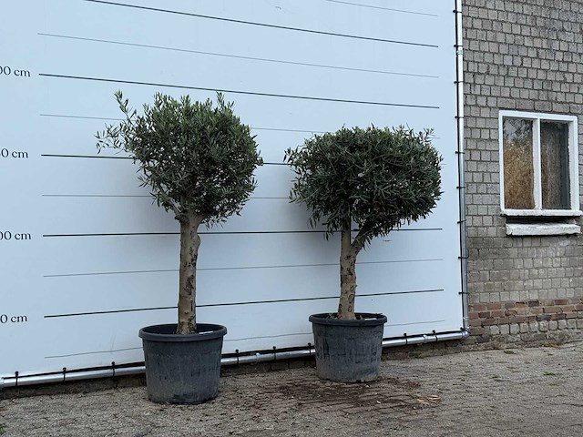2x olijfboom bolvorm met grillige stam - olea europaea - ca. 30 jaar oud - hoogte ca. 190 cm - afbeelding 3 van  3