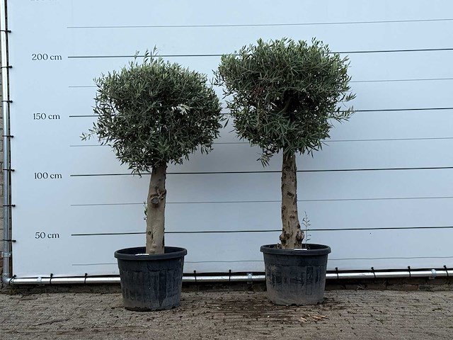 2x olijfboom bolvorm met grillige stam - olea europaea - ca. 30 jaar oud - hoogte ca. 200 cm - afbeelding 1 van  3