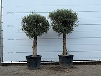 2x olijfboom bolvorm met grillige stam - olea europaea - ca. 30 jaar oud - hoogte ca. 200 cm - afbeelding 1 van  3
