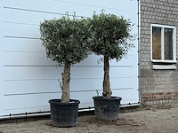 2x olijfboom bolvorm met grillige stam - olea europaea - ca. 30 jaar oud - hoogte ca. 200 cm - afbeelding 2 van  3