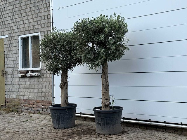 2x olijfboom bolvorm met grillige stam - olea europaea - ca. 30 jaar oud - hoogte ca. 200 cm - afbeelding 3 van  3