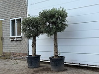 2x olijfboom bolvorm met grillige stam - olea europaea - ca. 30 jaar oud - hoogte ca. 200 cm - afbeelding 3 van  3