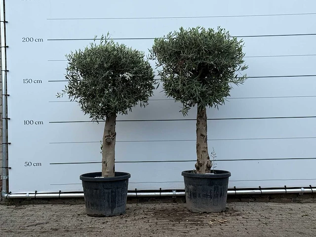 2x olijfboom bolvorm met grillige stam - olea europaea - ca. 30 jaar oud - hoogte ca. 200 cm - afbeelding 1 van  3