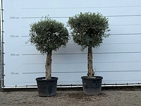2x olijfboom bolvorm met grillige stam - olea europaea - ca. 30 jaar oud - hoogte ca. 200 cm