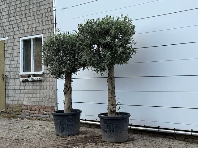 2x olijfboom bolvorm met grillige stam - olea europaea - ca. 30 jaar oud - hoogte ca. 200 cm - afbeelding 3 van  3