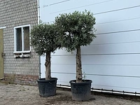 2x olijfboom bolvorm met grillige stam - olea europaea - ca. 30 jaar oud - hoogte ca. 200 cm - afbeelding 3 van  3