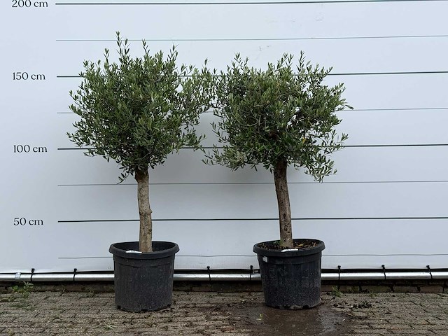 2x olijfboom florida - olea europaea - ca. 15 jaar oud - hoogte ca. 160 cm - afbeelding 1 van  4