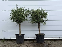 2x olijfboom florida - olea europaea - ca. 15 jaar oud - hoogte ca. 160 cm - afbeelding 1 van  4