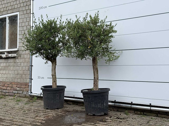 2x olijfboom florida - olea europaea - ca. 15 jaar oud - hoogte ca. 160 cm - afbeelding 2 van  4