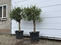 2x olijfboom florida - olea europaea - ca. 15 jaar oud - hoogte ca. 160 cm - afbeelding 2 van  4
