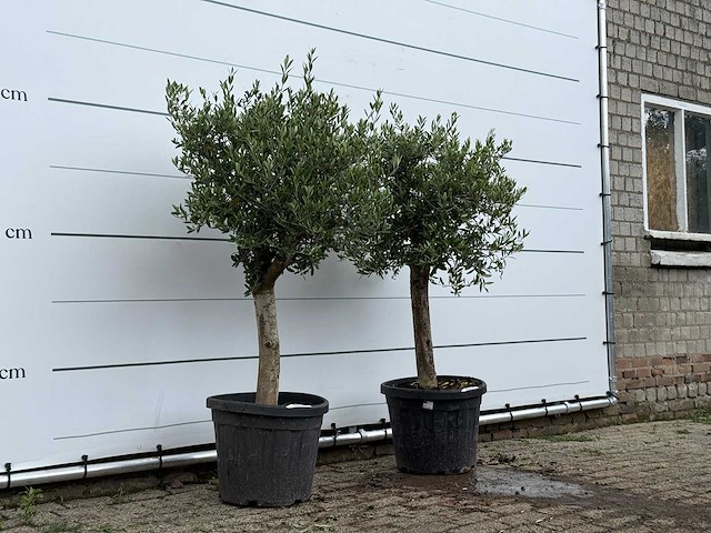 2x olijfboom florida - olea europaea - ca. 15 jaar oud - hoogte ca. 160 cm - afbeelding 3 van  4