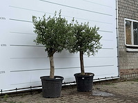 2x olijfboom florida - olea europaea - ca. 15 jaar oud - hoogte ca. 160 cm - afbeelding 3 van  4