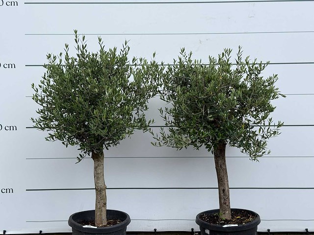 2x olijfboom florida - olea europaea - ca. 15 jaar oud - hoogte ca. 160 cm - afbeelding 4 van  4