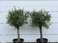 2x olijfboom florida - olea europaea - ca. 15 jaar oud - hoogte ca. 160 cm - afbeelding 4 van  4