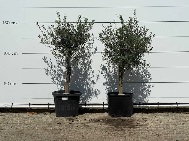 2x olijfboom florida - olea europaea - ca. 25 jaar oud - hoogte ca. 150 cm - afbeelding 1 van  3