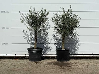 2x olijfboom florida - olea europaea - ca. 25 jaar oud - hoogte ca. 150 cm