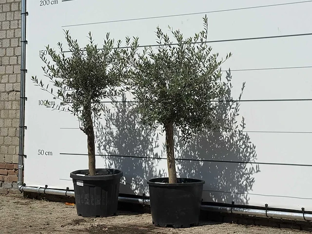 2x olijfboom florida - olea europaea - ca. 25 jaar oud - hoogte ca. 150 cm - afbeelding 2 van  3