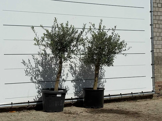 2x olijfboom florida - olea europaea - ca. 25 jaar oud - hoogte ca. 150 cm - afbeelding 3 van  3