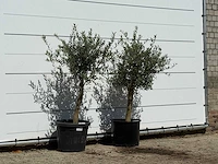 2x olijfboom florida - olea europaea - ca. 25 jaar oud - hoogte ca. 150 cm - afbeelding 3 van  3