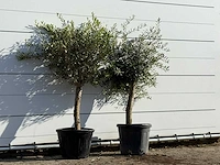 2x olijfboom florida - olea europaea - ca. 25 jaar oud - hoogte ca. 150 cm - afbeelding 2 van  4