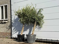 2x olijfboom florida - olea europaea - ca. 25 jaar oud - hoogte ca. 150 cm - afbeelding 4 van  4