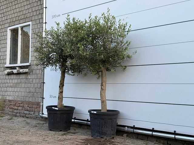 2x olijfboom florida - olea europaea - ca. 25 jaar oud - hoogte ca. 160 cm - afbeelding 1 van  1