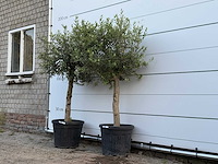 2x olijfboom florida - olea europaea - ca. 25 jaar oud - hoogte ca. 160 cm - afbeelding 1 van  1