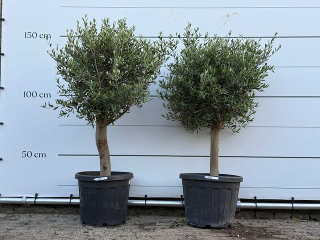 2x olijfboom florida - olea europaea - ca. 25 jaar oud - hoogte ca. 160 cm - afbeelding 1 van  3