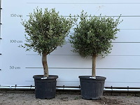 2x olijfboom florida - olea europaea - ca. 25 jaar oud - hoogte ca. 160 cm - afbeelding 1 van  3