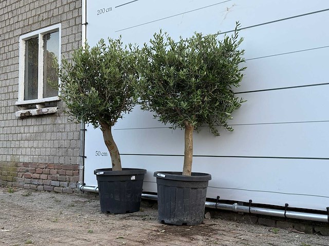 2x olijfboom florida - olea europaea - ca. 25 jaar oud - hoogte ca. 160 cm - afbeelding 2 van  3