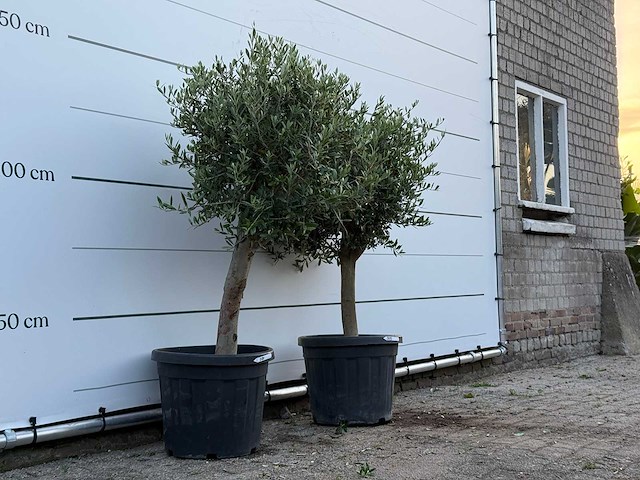 2x olijfboom florida - olea europaea - ca. 25 jaar oud - hoogte ca. 160 cm - afbeelding 3 van  3