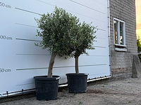 2x olijfboom florida - olea europaea - ca. 25 jaar oud - hoogte ca. 160 cm - afbeelding 3 van  3
