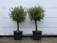 2x olijfboom florida - olea europaea - ca. 25 jaar oud - hoogte ca. 160 cm - afbeelding 1 van  2