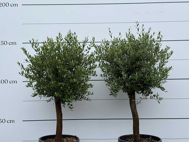 2x olijfboom florida - olea europaea - ca. 25 jaar oud - hoogte ca. 160 cm - afbeelding 2 van  2