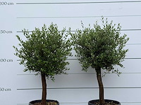 2x olijfboom florida - olea europaea - ca. 25 jaar oud - hoogte ca. 160 cm - afbeelding 2 van  2