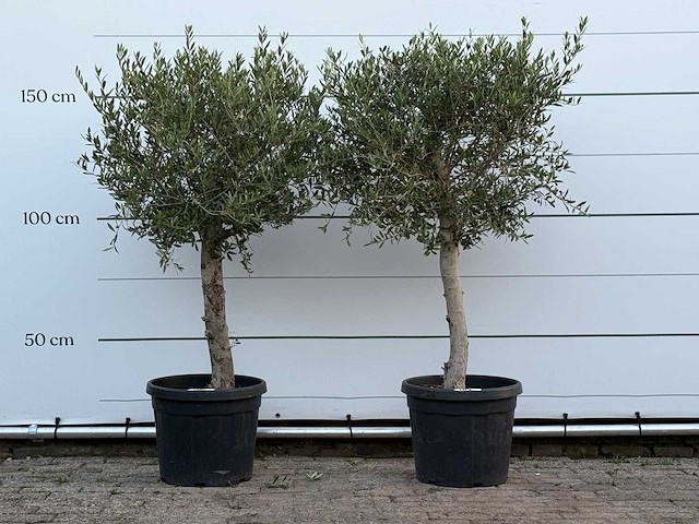 2x olijfboom florida - olea europaea - ca. 25 jaar oud - hoogte ca. 160 cm - afbeelding 1 van  4