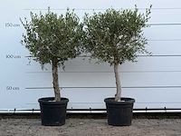 2x olijfboom florida - olea europaea - ca. 25 jaar oud - hoogte ca. 160 cm - afbeelding 1 van  4