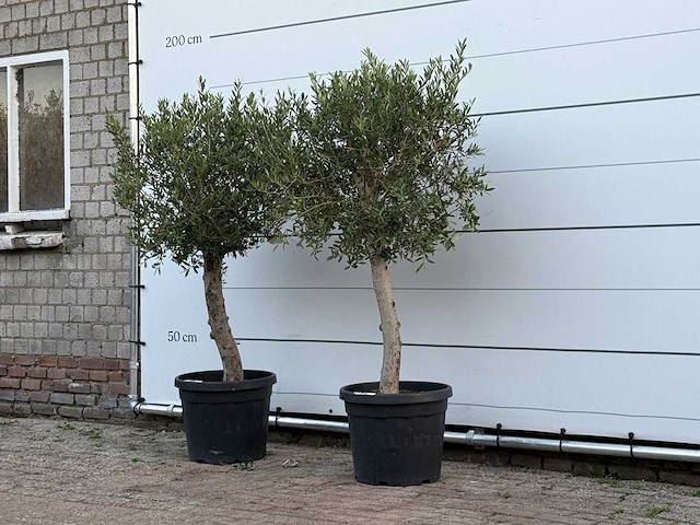 2x olijfboom florida - olea europaea - ca. 25 jaar oud - hoogte ca. 160 cm - afbeelding 2 van  4
