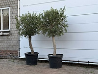 2x olijfboom florida - olea europaea - ca. 25 jaar oud - hoogte ca. 160 cm - afbeelding 2 van  4