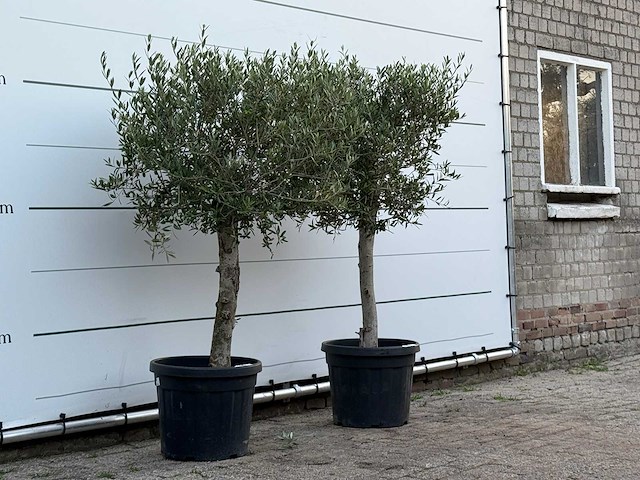 2x olijfboom florida - olea europaea - ca. 25 jaar oud - hoogte ca. 160 cm - afbeelding 3 van  4