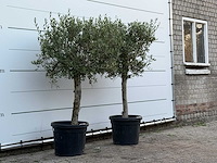 2x olijfboom florida - olea europaea - ca. 25 jaar oud - hoogte ca. 160 cm - afbeelding 3 van  4