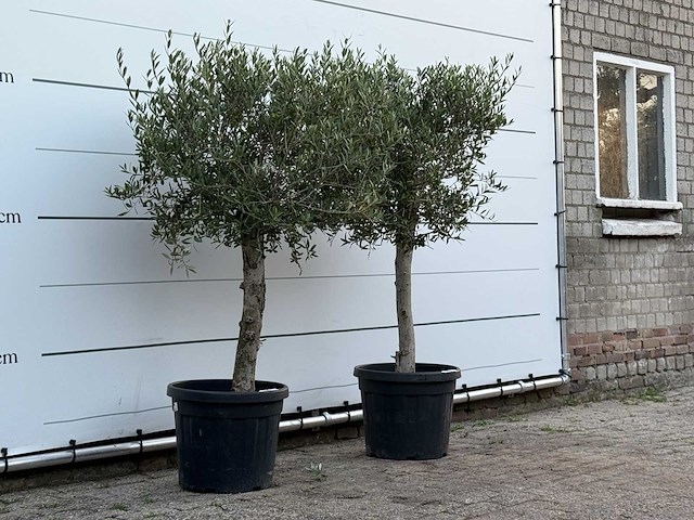 2x olijfboom florida - olea europaea - ca. 25 jaar oud - hoogte ca. 160 cm - afbeelding 4 van  4